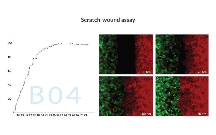 Scratch-wound assay